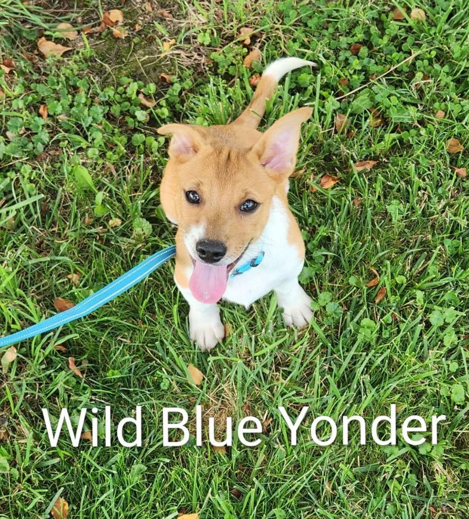 Wild Blue Yonder, a Adoptable mixed breed in Hillsboro, OH image 2/3