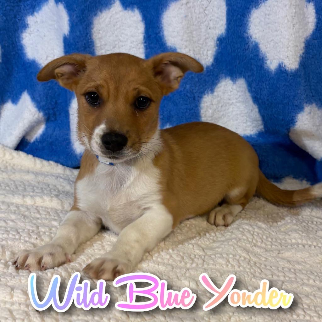 Wild Blue Yonder, a Adoptable mixed breed in Hillsboro, OH image 3/3