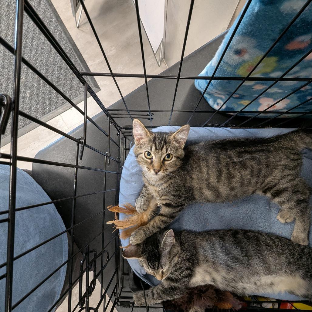 Enlarge Sunny, a Adoptable Domestic Short Hair in Hendersonville, NC image 1/4