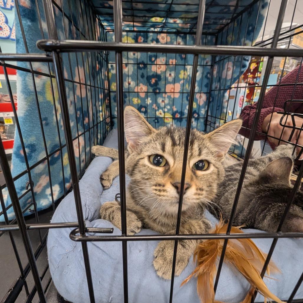 Enlarge Sunny, a Adoptable Domestic Short Hair in Hendersonville, NC image 2/4