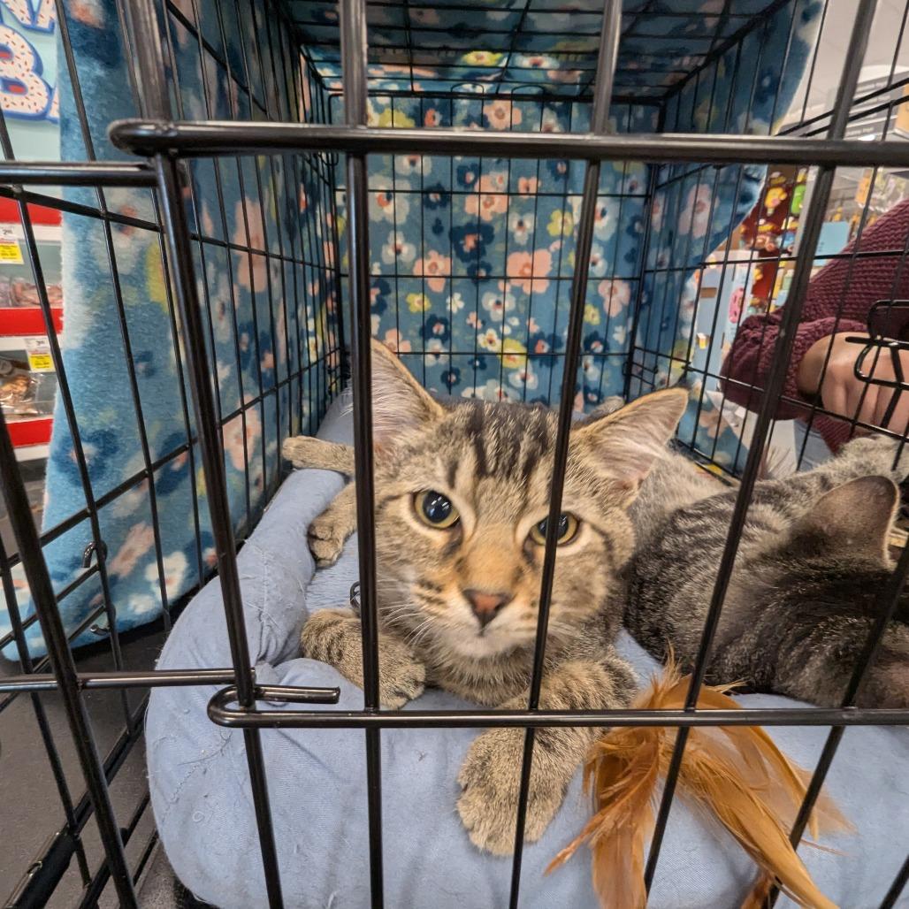 Enlarge Sunny, a Adoptable Domestic Short Hair in Hendersonville, NC image 3/4