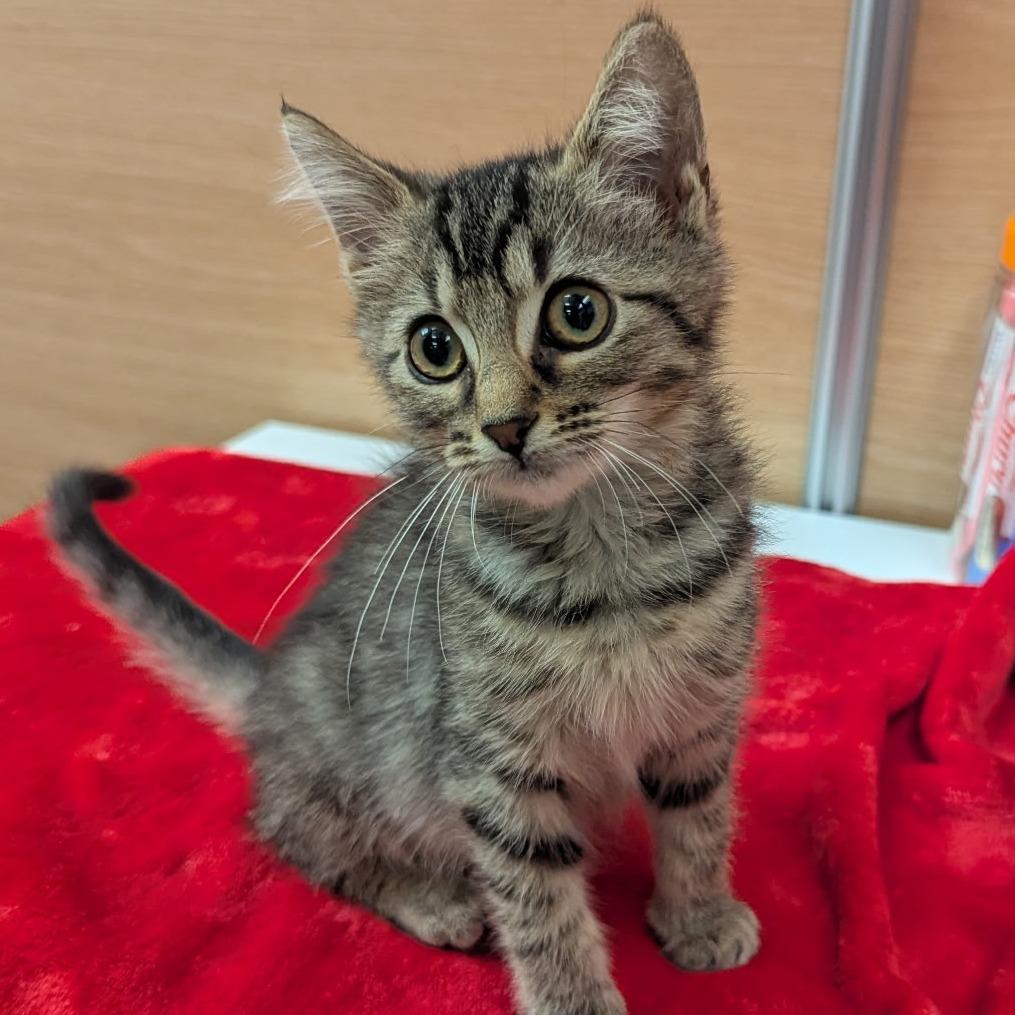 Sunny, Adoptable, Kitten Female Domestic Short Hair.