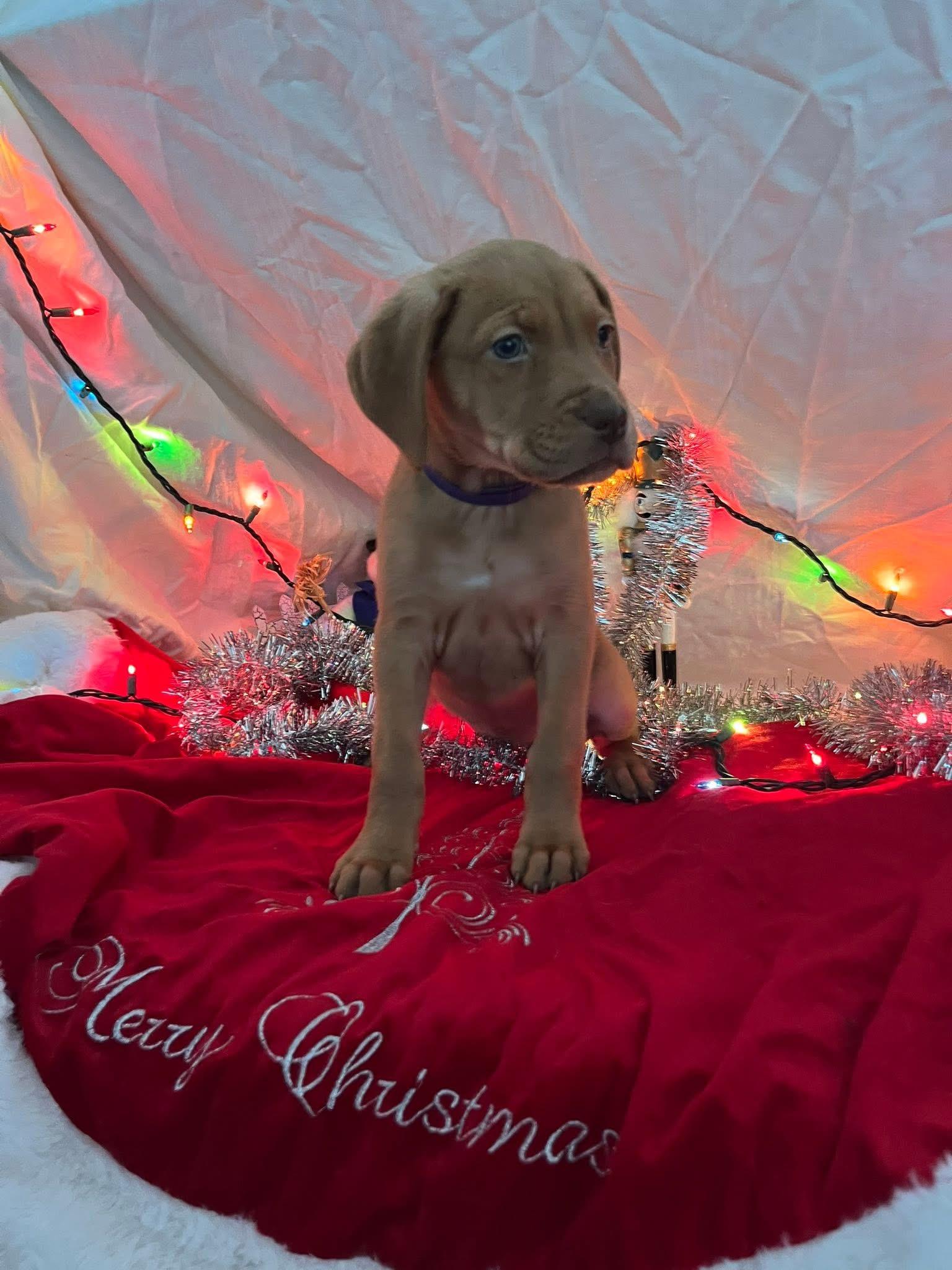 Enlarge Ginger, a ADOPTABLE mixed breed in Elkton, MD image 3/3