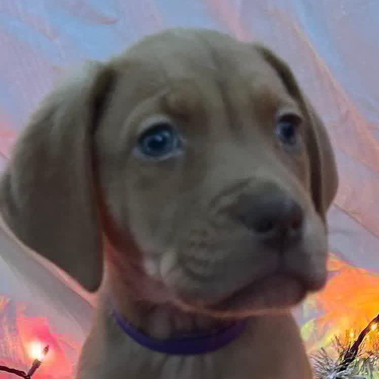 Enlarge Ginger, a ADOPTABLE mixed breed in Elkton, MD image 1/3