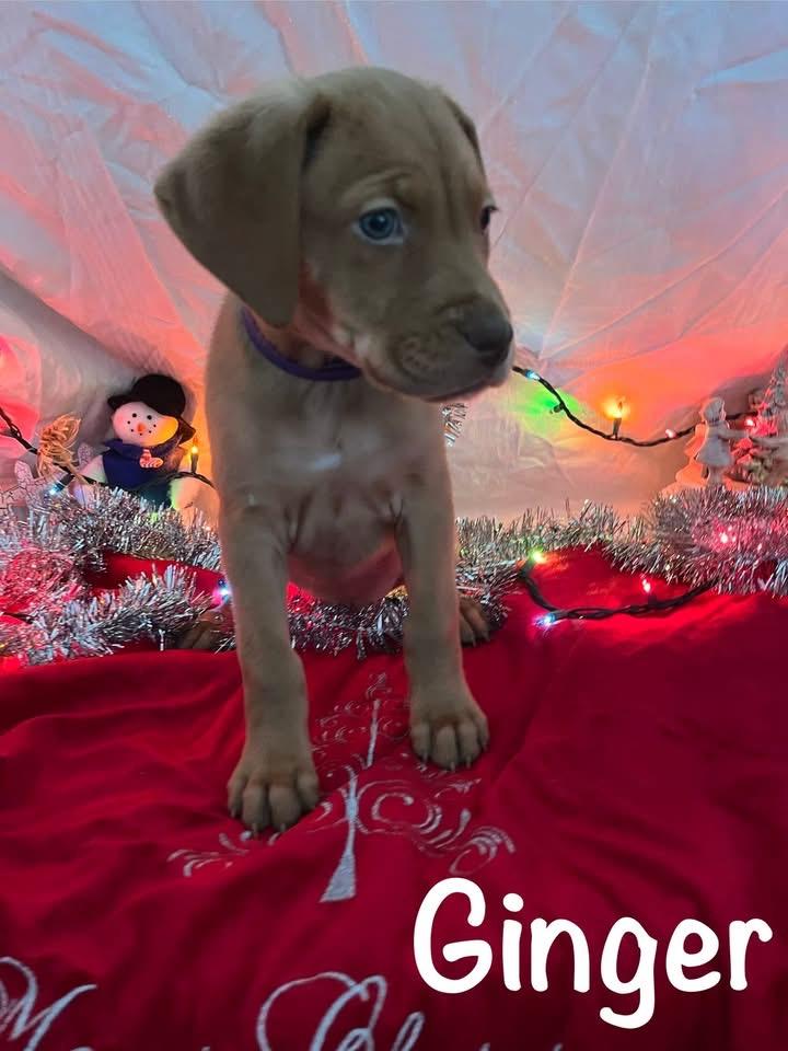 Enlarge Ginger, a ADOPTABLE mixed breed in Elkton, MD image 2/3