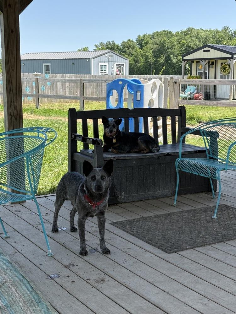 Maisie, Adopted, Adult Female Australian Cattle Dog / Blue Heeler.