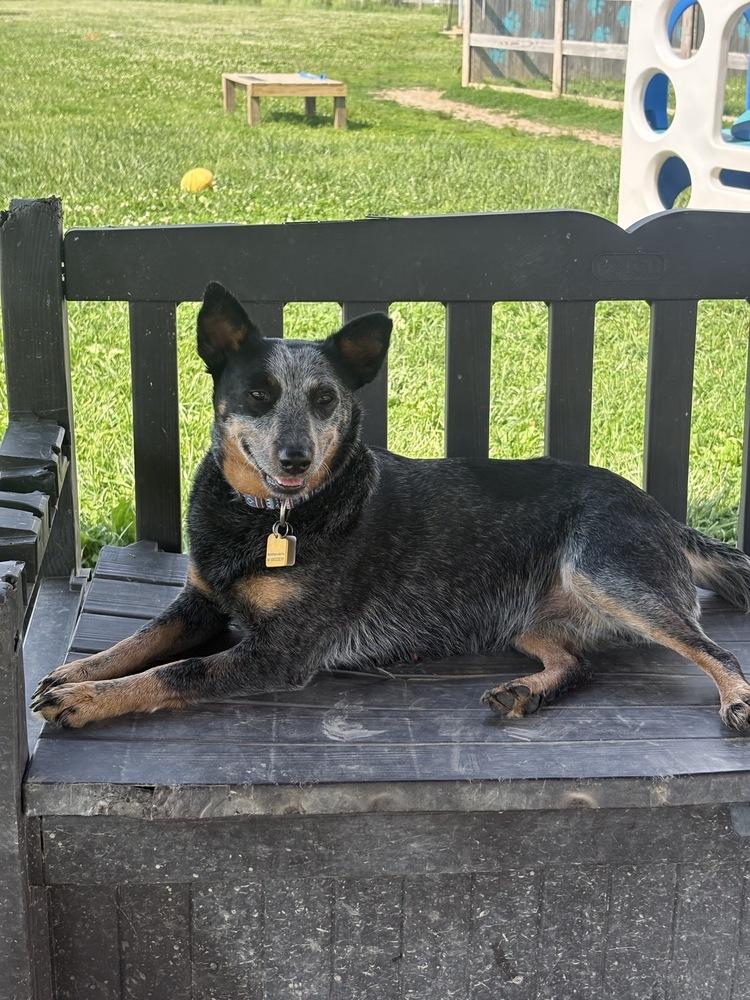 Maisie, a Adopted mixed breed in Xenia, OH image 2/3