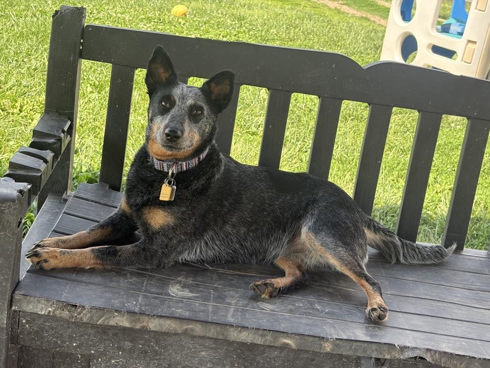 Maisie, a Adopted mixed breed in Xenia, OH image 3/3