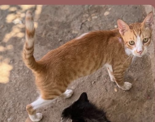 Enlarge Didi, a Adoptable Egyptian Mau in Brampton, ON image 1/3