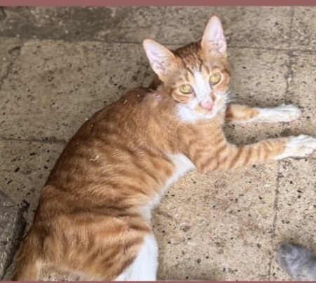 Enlarge Didi, a Adoptable Egyptian Mau in Brampton, ON image 3/3