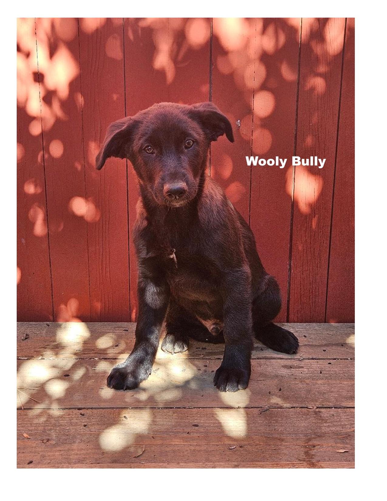 Wooly Bully, Adopted, Puppy Male Dutch Shepherd & Shepherd.