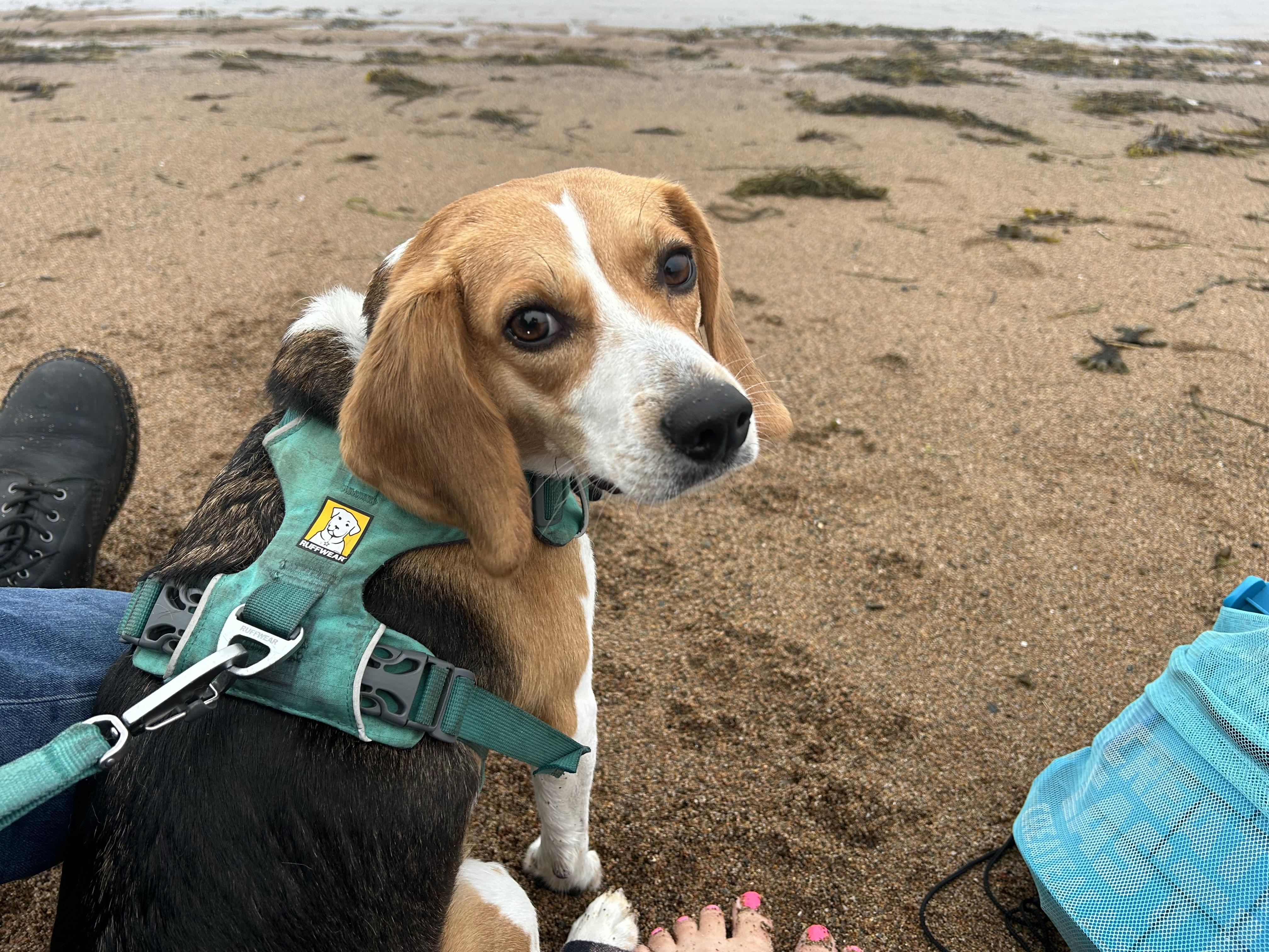 Private adoption - Dolly Fredericton, adopted, Adult Female Beagle.
