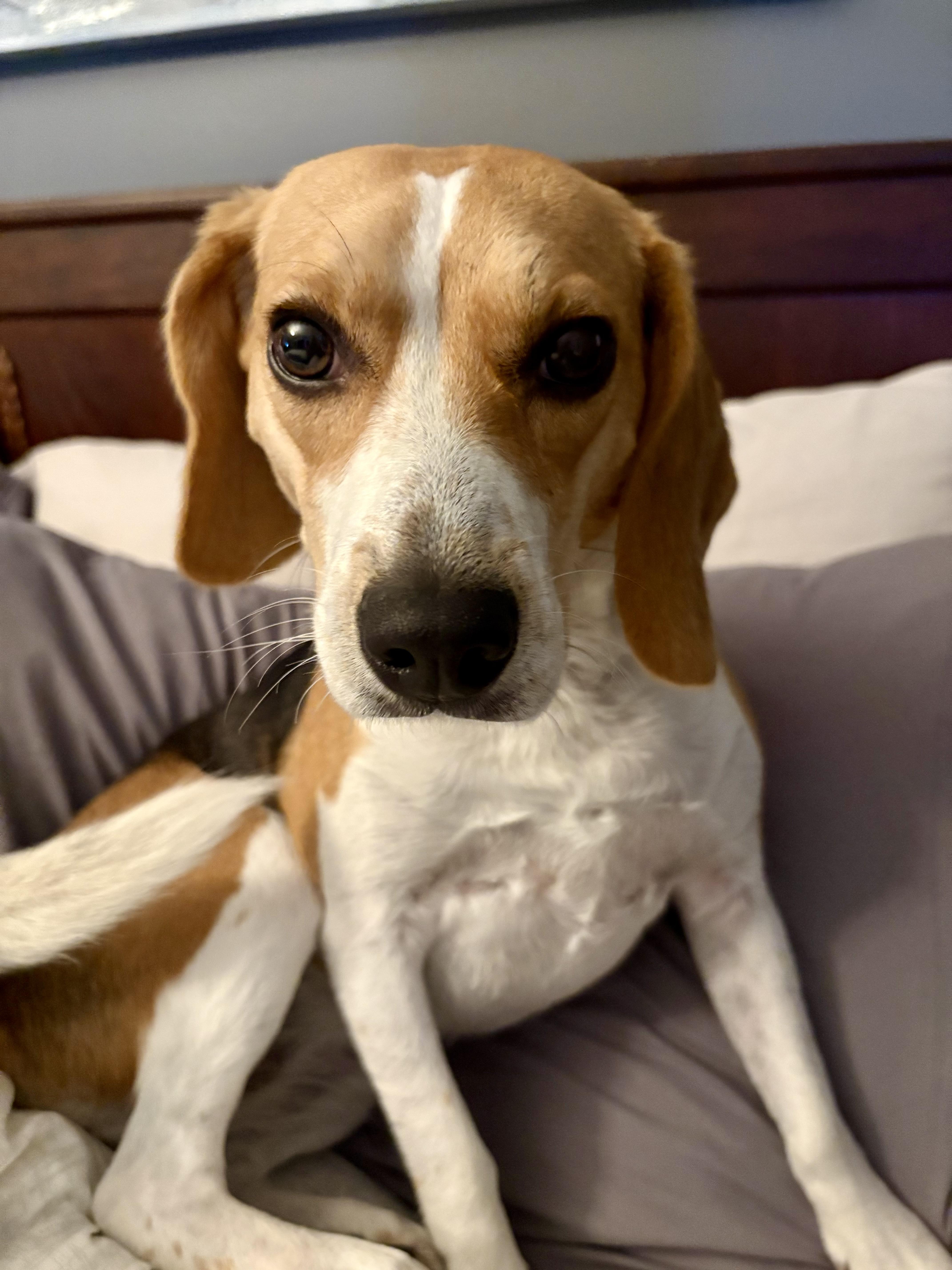 Enlarge Private adoption - Dolly Fredericton, an adopted Beagle in St Stephen, NB image 2/3