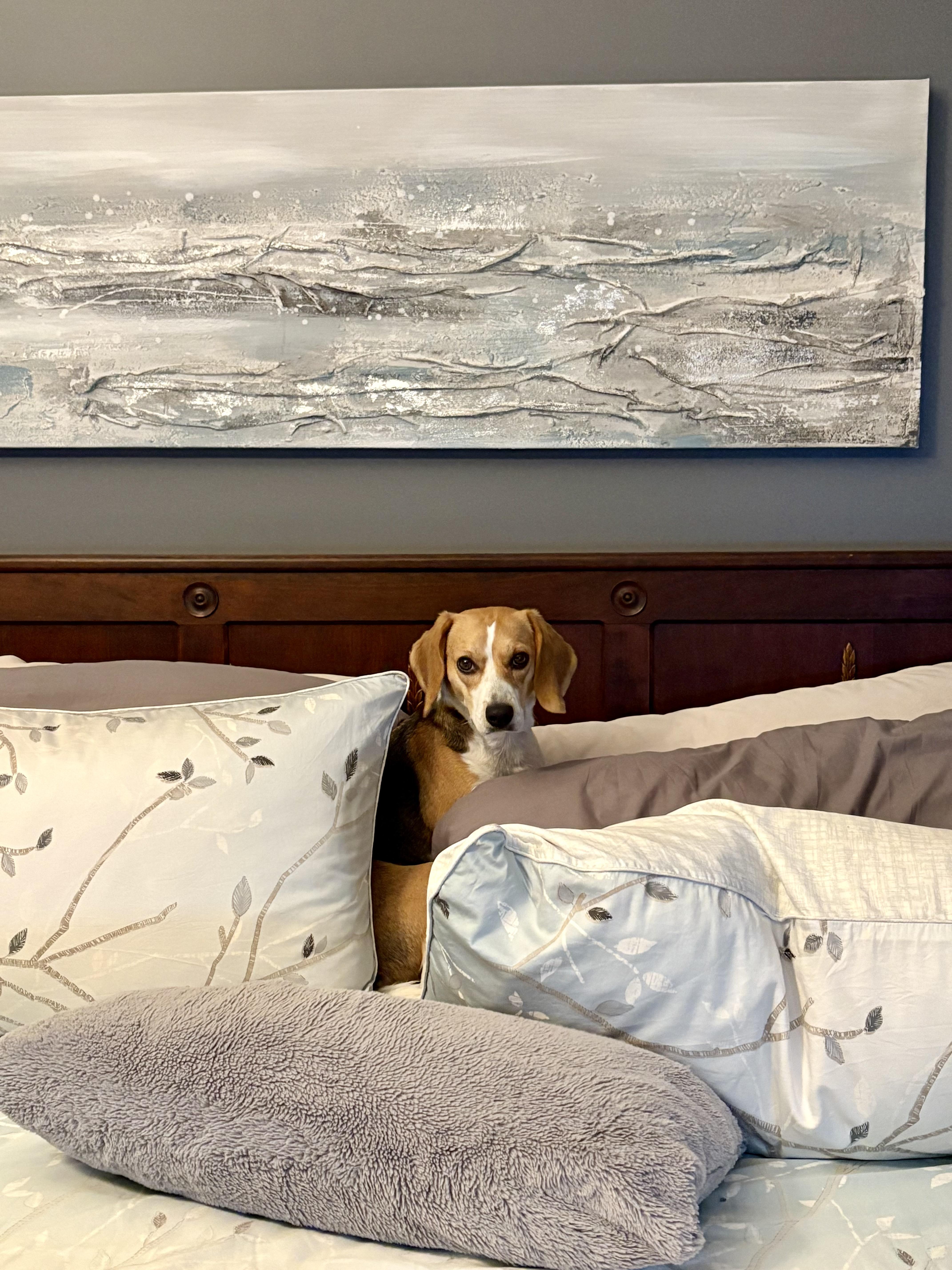 Enlarge Private adoption - Dolly Fredericton, an adopted Beagle in St Stephen, NB image 3/3