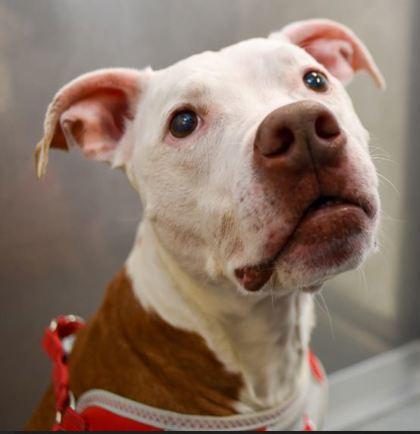 Princess Petunia — thumbnail 2