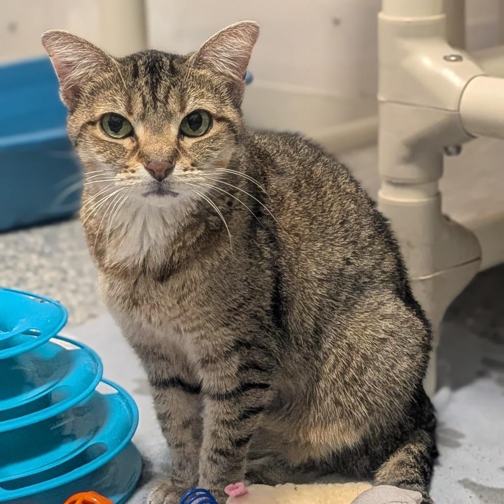 Edie, Adoptable, Senior Female Domestic Short Hair.
