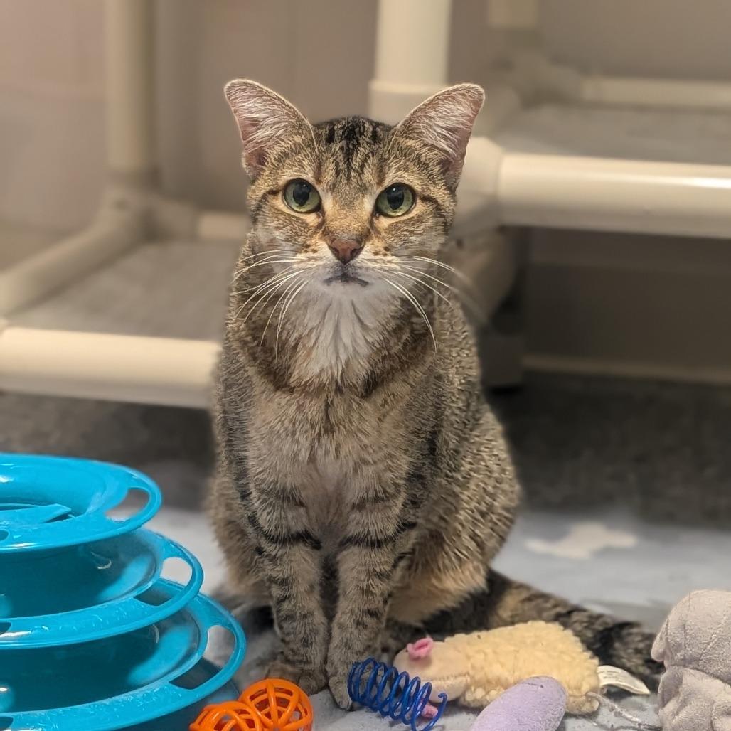 Edie, a Adoptable Domestic Short Hair in Prairie du Chien, WI image 2/2