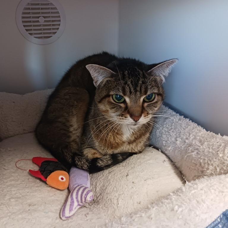 Edie, Adoptable, Senior Female Domestic Short Hair.
