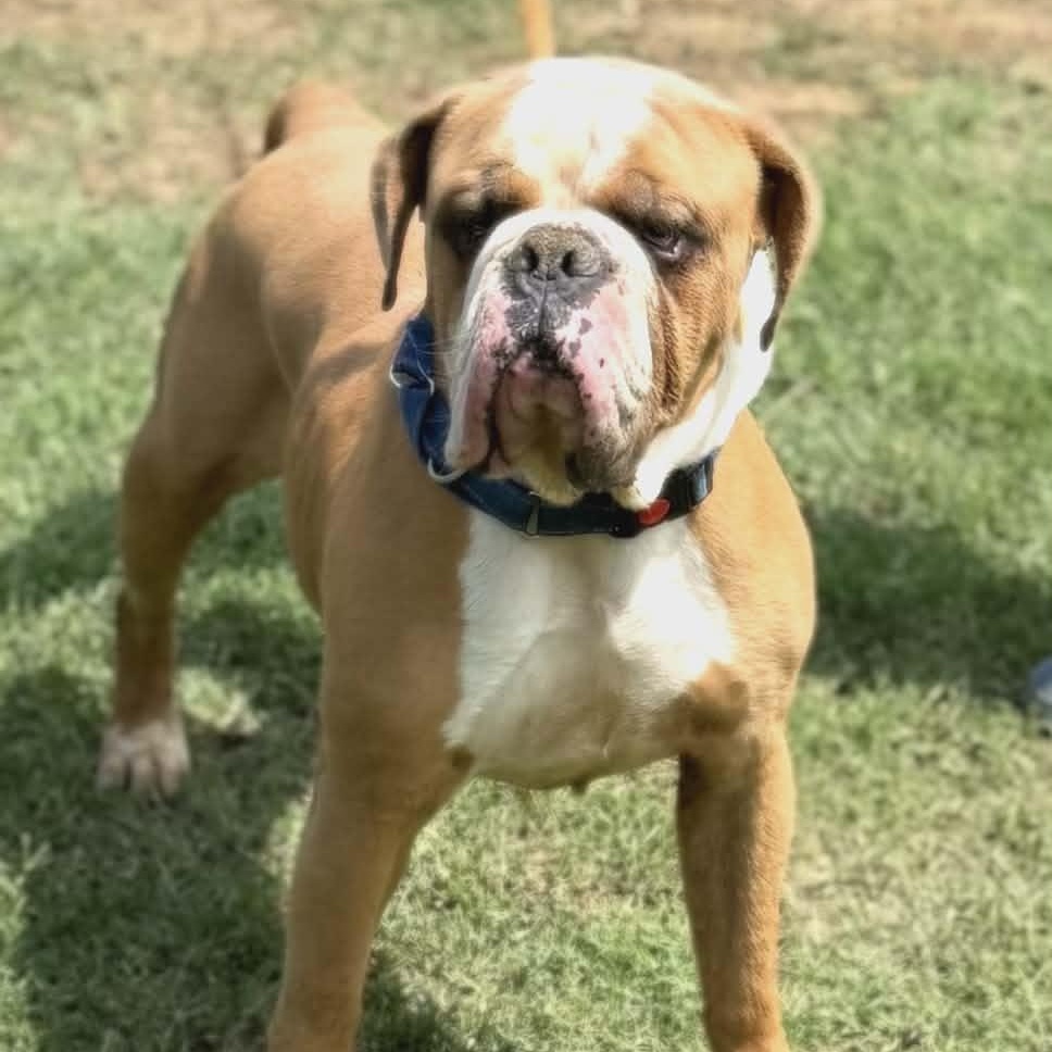 Sluggo, a ADOPTABLE mixed breed in Williston, VT image 2/6