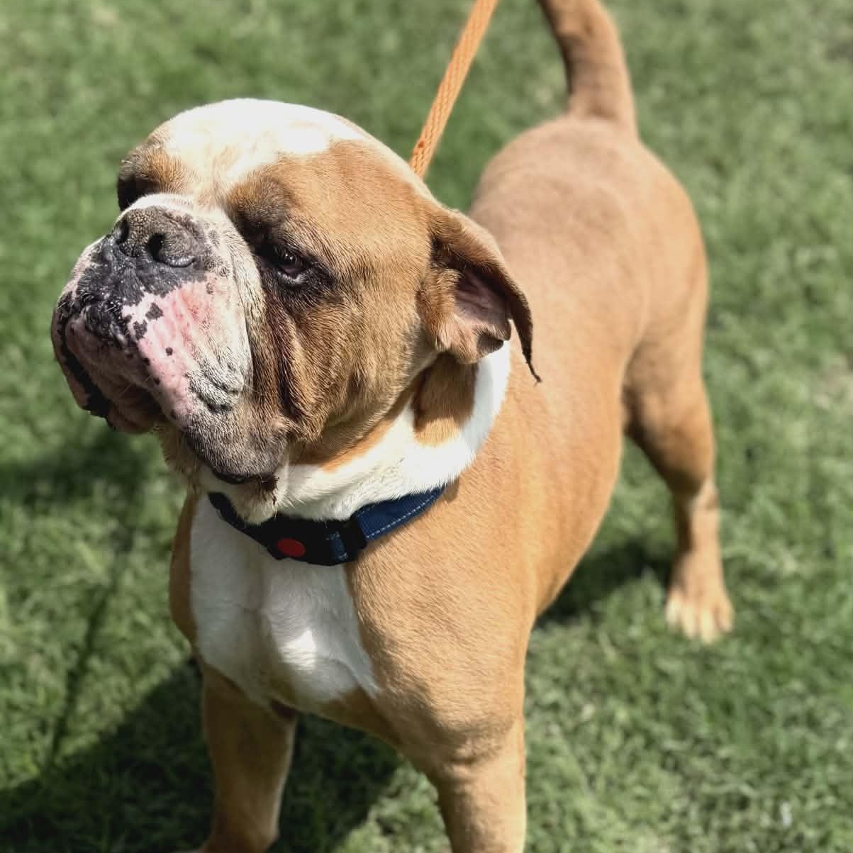 Sluggo, a ADOPTABLE mixed breed in Williston, VT image 6/6