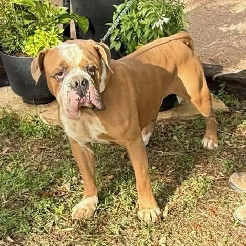 Sluggo, a ADOPTABLE mixed breed in Williston, VT image 1/6