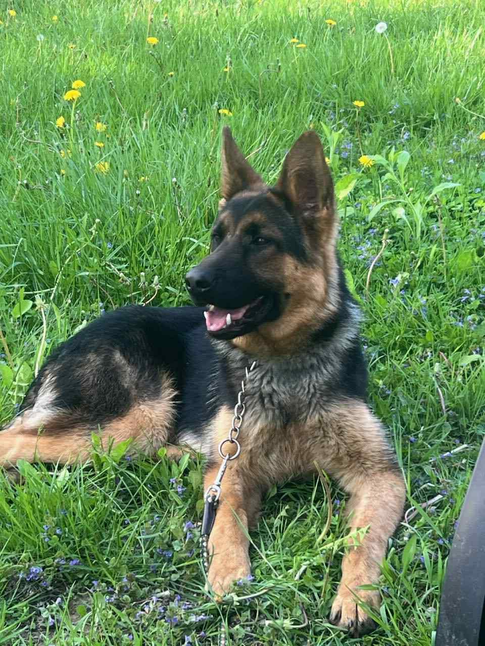 Enlarge King, a Adoptable German Shepherd Dog in Wurtsboro, NY image 2/6