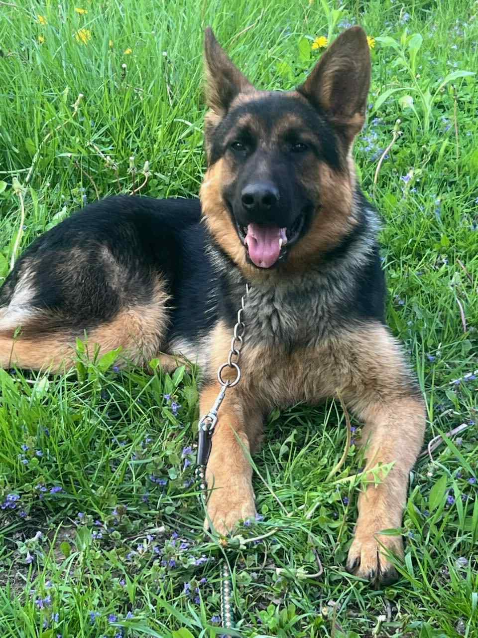 Enlarge King, a Adoptable German Shepherd Dog in Wurtsboro, NY image 3/6