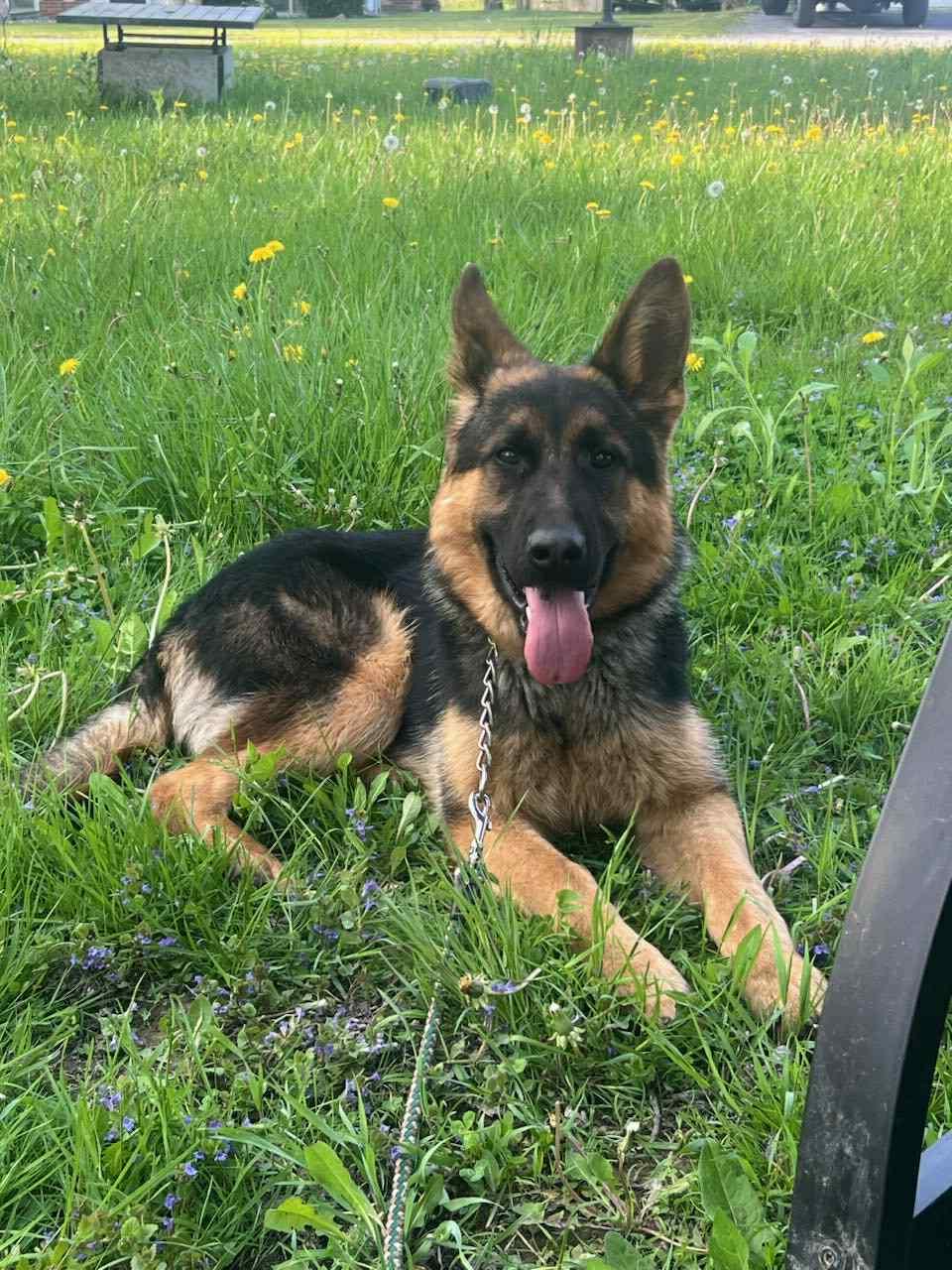 Enlarge King, a Adoptable German Shepherd Dog in Wurtsboro, NY image 4/6