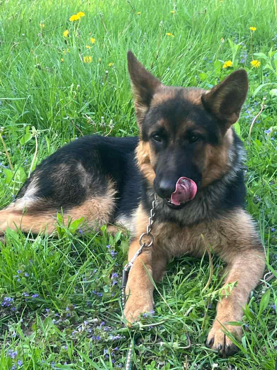 Enlarge King, a Adoptable German Shepherd Dog in Wurtsboro, NY image 5/6