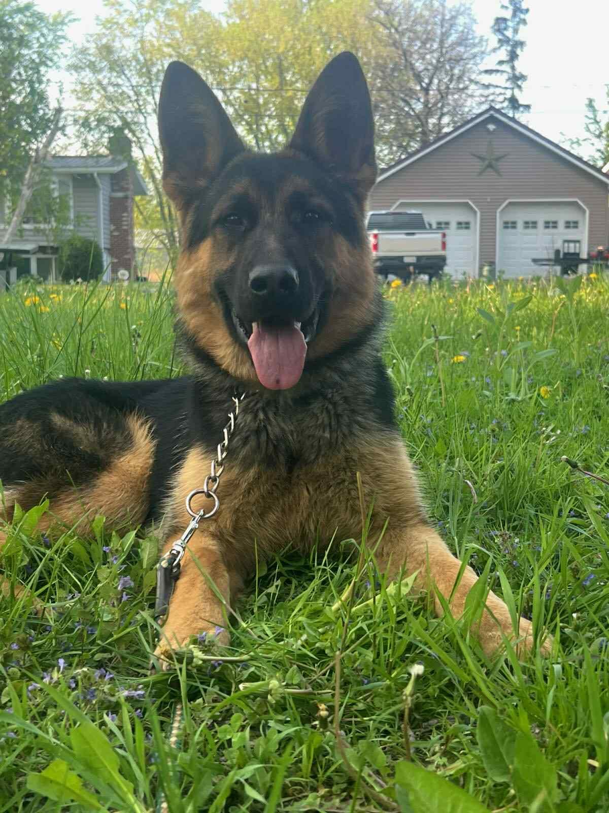 King, Adoptable, Young Male German Shepherd Dog.