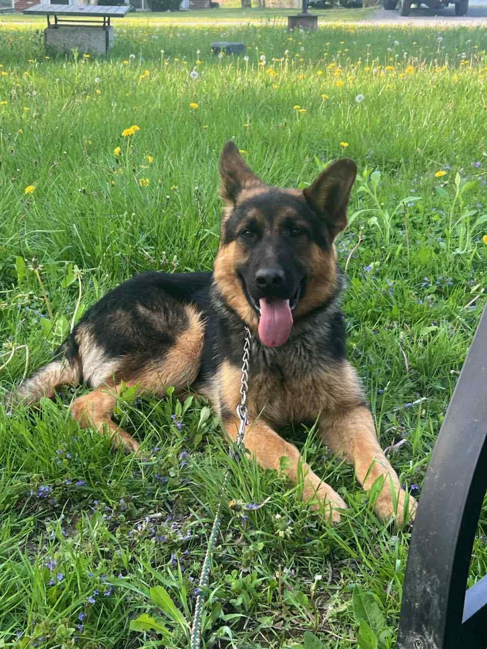 Enlarge King, a Adoptable German Shepherd Dog in Wurtsboro, NY image 6/6
