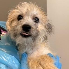 Trudy, Adoptable, Young Female Standard Poodle & Mixed Breed.