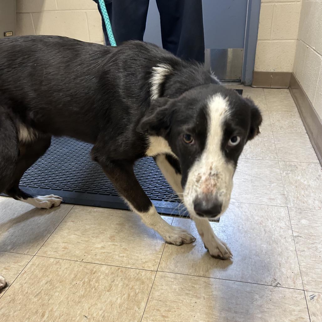 Enlarge Stray - Faulkner Rd, a Adoptable Border Collie in Roxboro, NC image 1/1