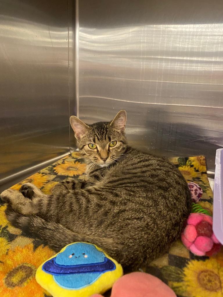 Harry Styles, Adoptable, Kitten Male Domestic Short Hair.