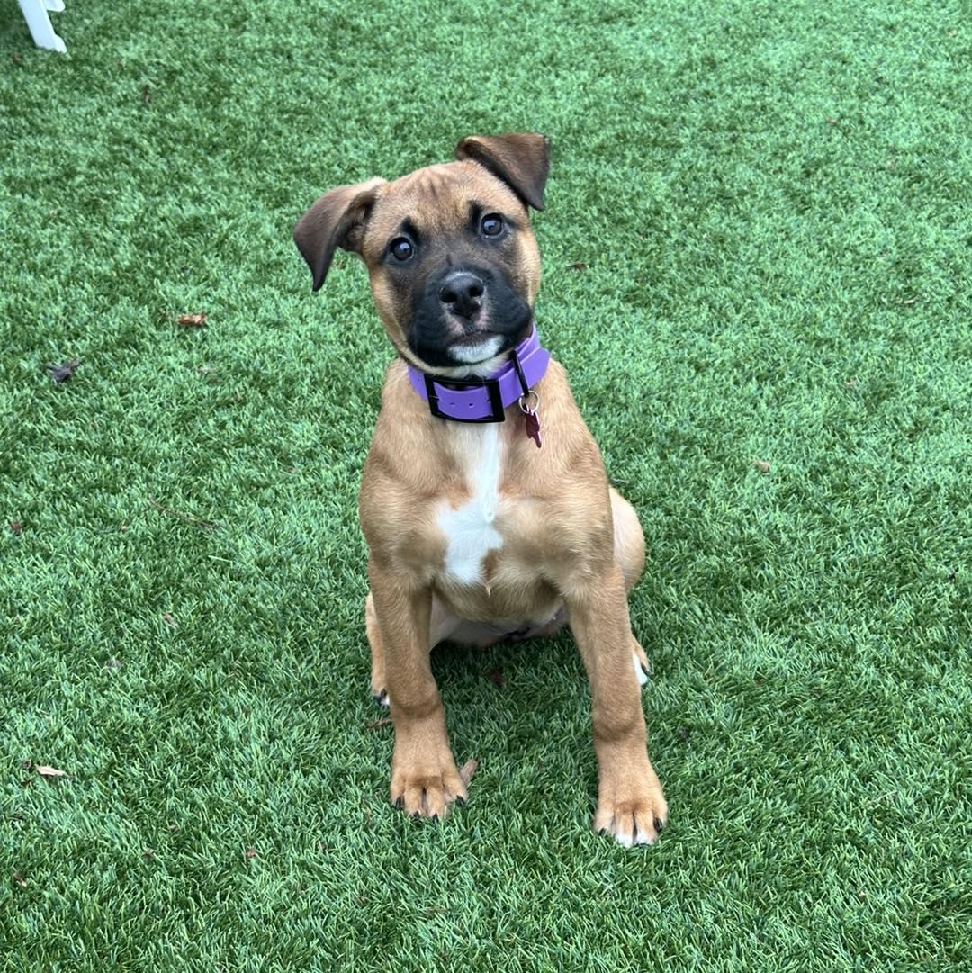 Mimosa, Adopted, Puppy Female Pit Bull Terrier.