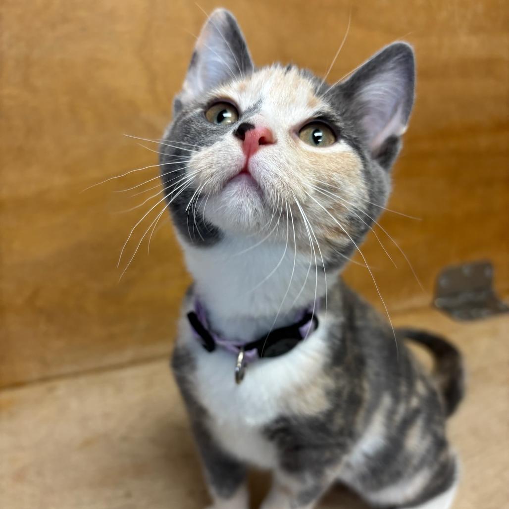 Rosalina, Adoptable, Kitten Female Domestic Short Hair.