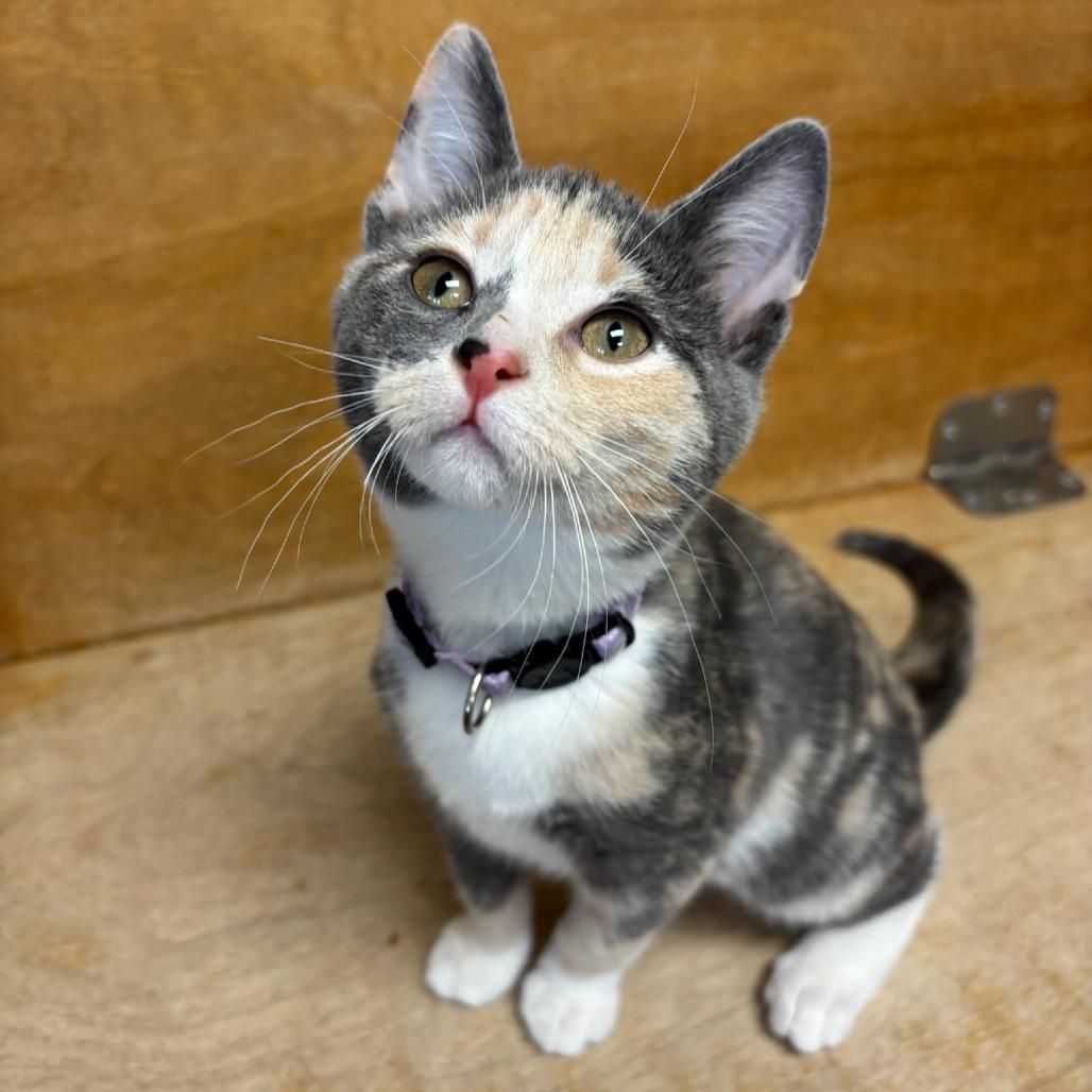 Rosalina, a Adoptable Domestic Short Hair in Hopewell, VA image 2/5