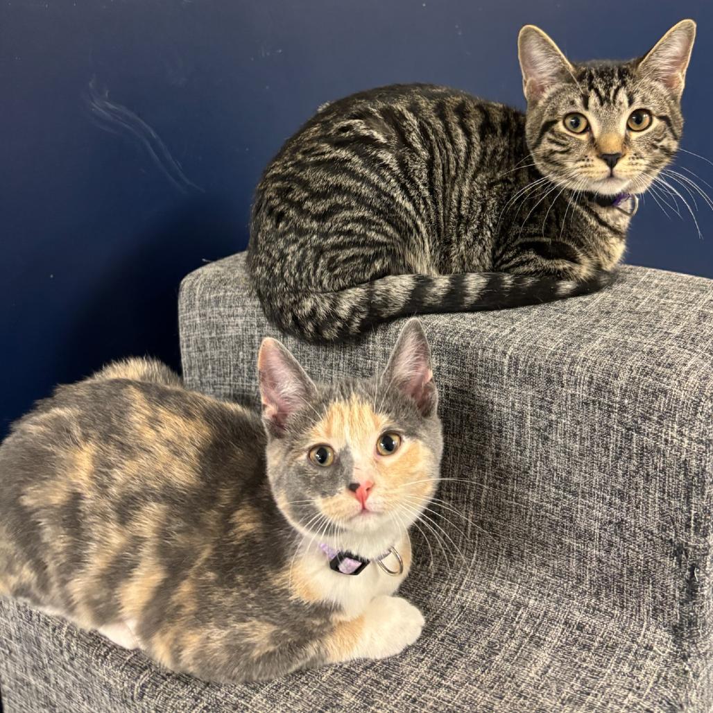 Rosalina, a Adoptable Domestic Short Hair in Hopewell, VA image 3/5