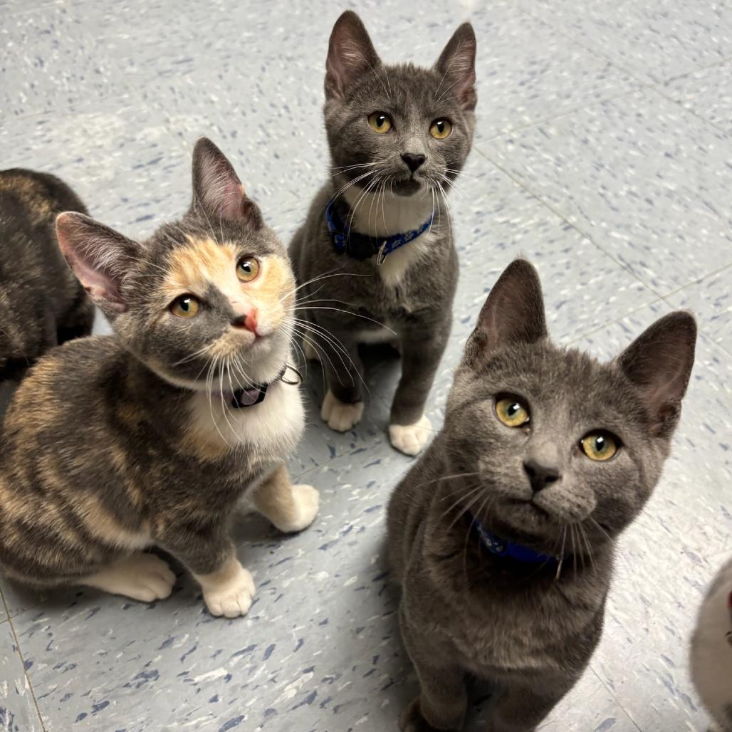Rosalina, a Adoptable Domestic Short Hair in Hopewell, VA image 4/5