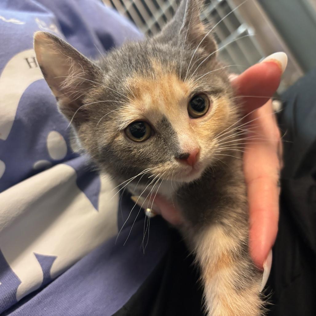 Rosalina, a Adoptable Domestic Short Hair in Hopewell, VA image 5/5