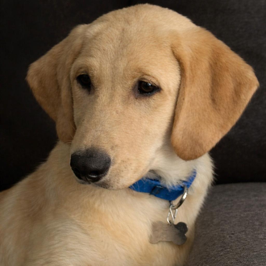 Enlarge Cooper, a ADOPTABLE mixed breed in Jay, NY image 5/6