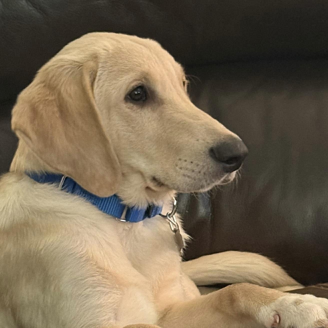 Enlarge Cooper, a ADOPTABLE mixed breed in Jay, NY image 1/6