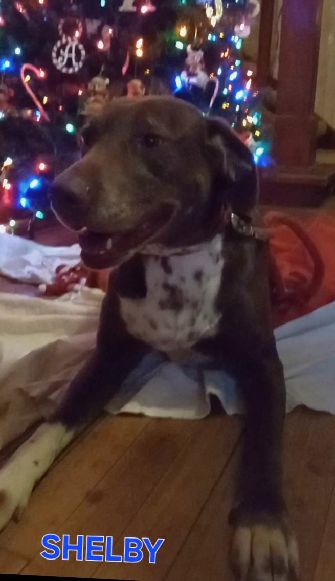 Shelby, a Adoptable mixed breed in Beatrice, NE image 1/5