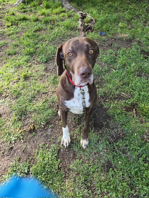 Shelby, a Adoptable mixed breed in Beatrice, NE image 4/5