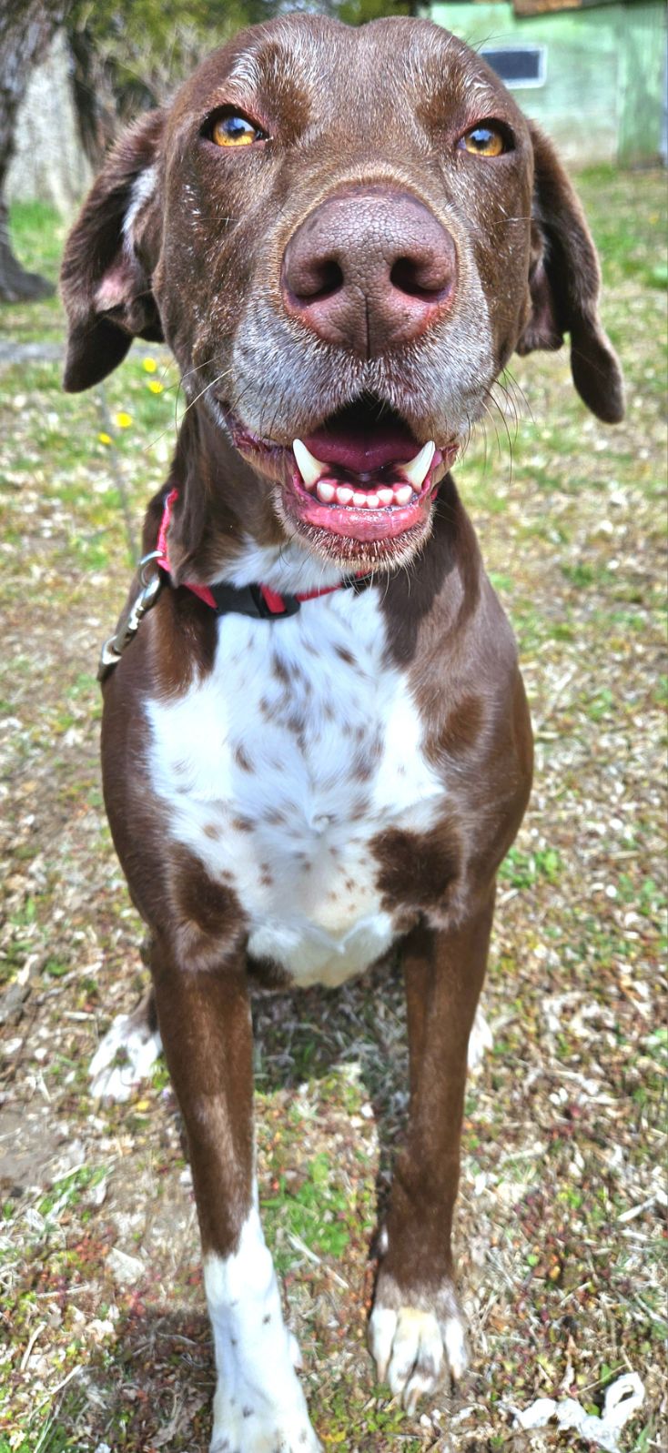 Shelby, a Adoptable mixed breed in Beatrice, NE image 2/5