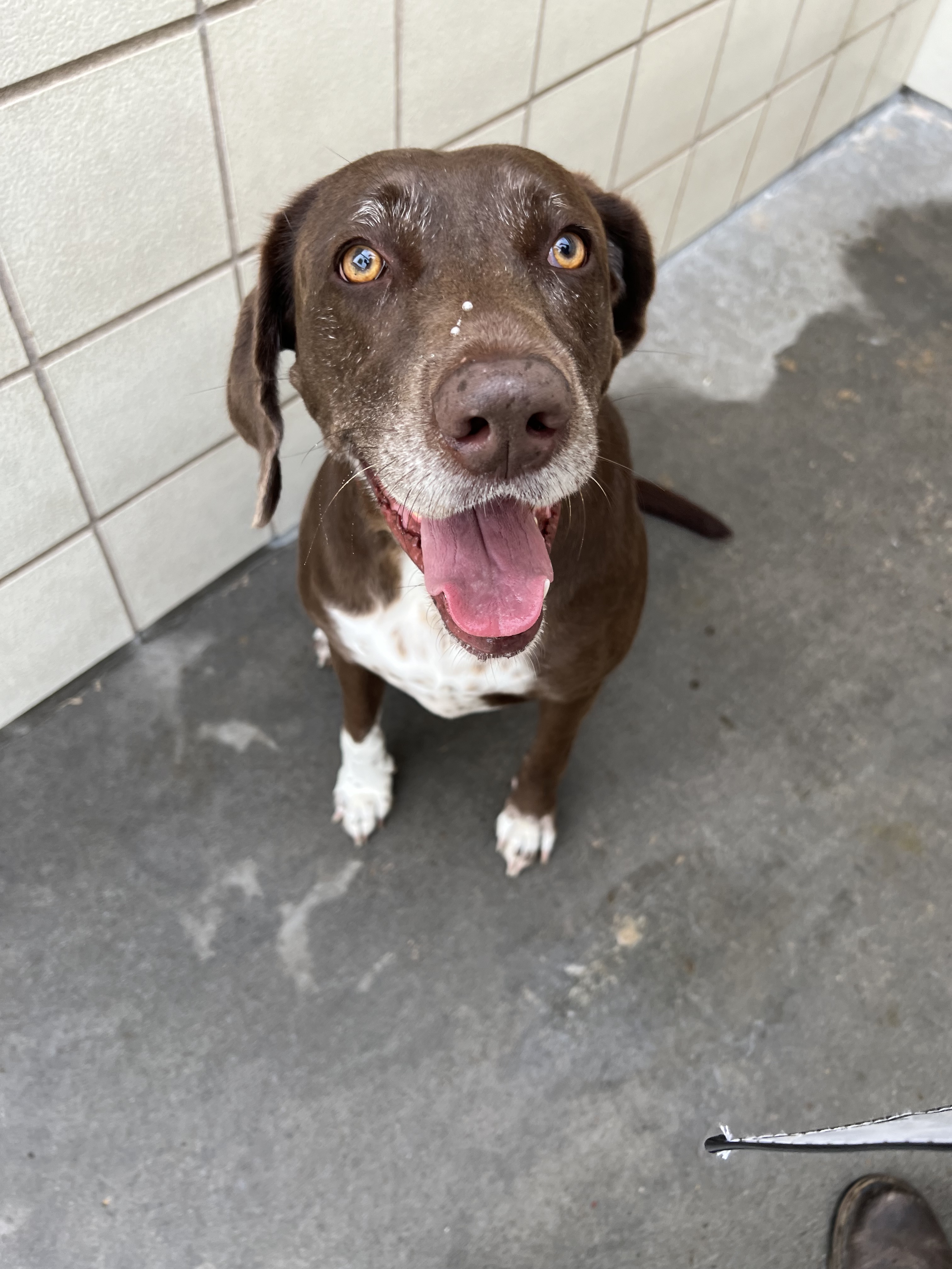 Shelby, a Adoptable mixed breed in Beatrice, NE image 5/5