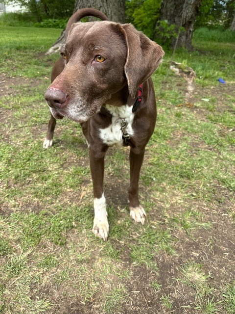 Shelby, a Adoptable mixed breed in Beatrice, NE image 3/5