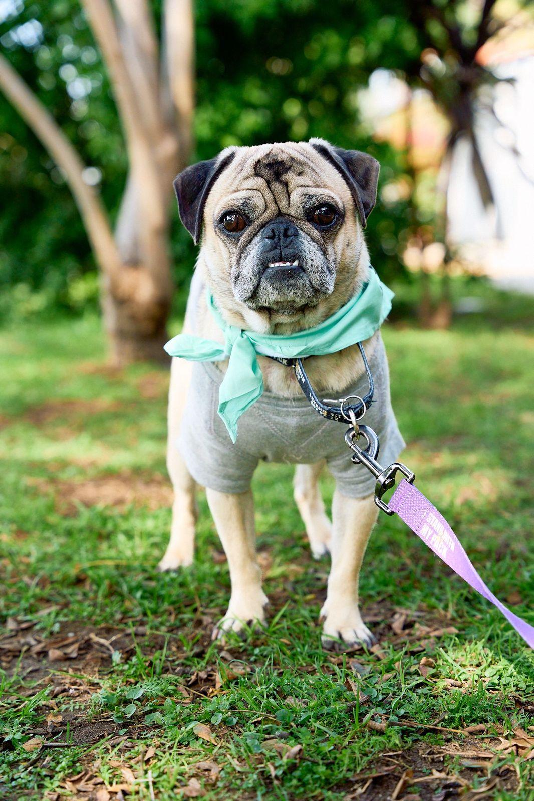 Bobby, ADOPTABLE, Adult Male Pug.