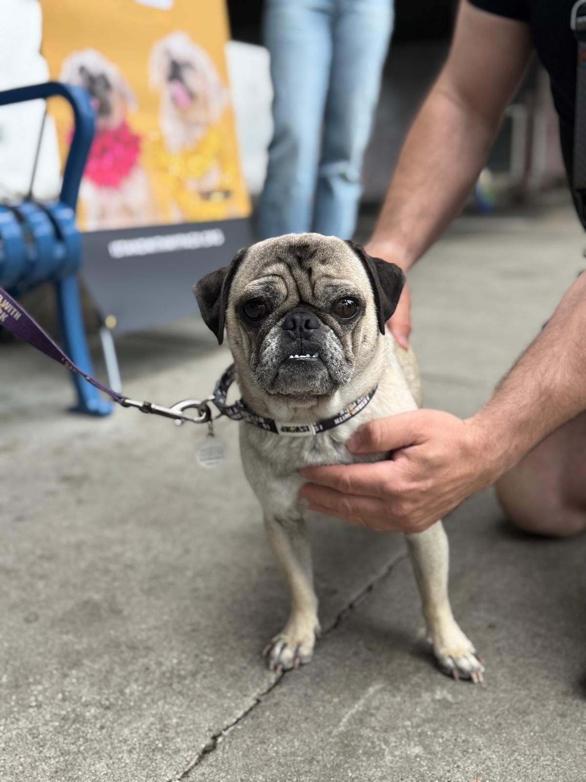 Enlarge Bobby, a ADOPTABLE Pug in Los Angeles, CA image 4/6