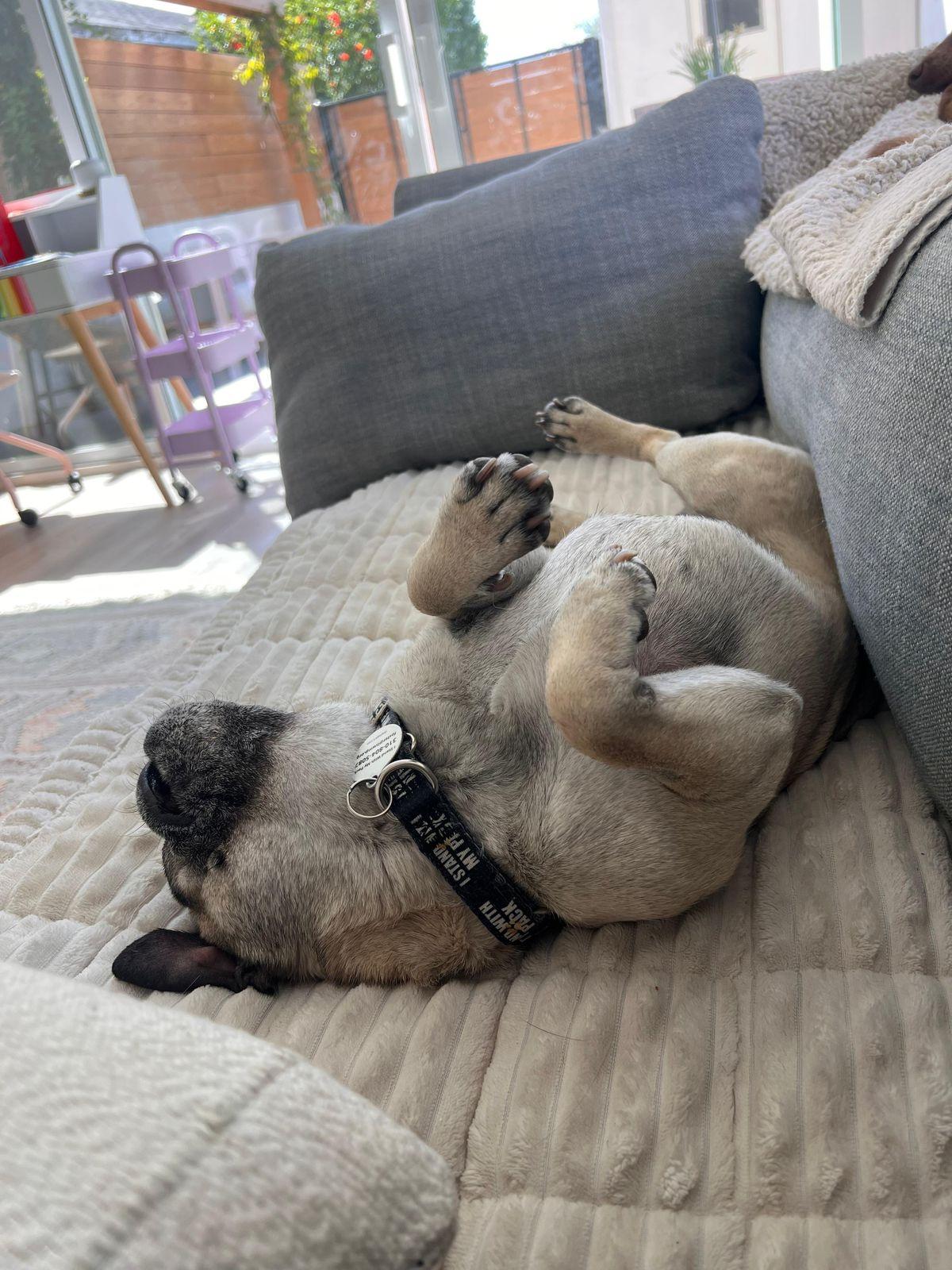 Enlarge Bobby, a ADOPTABLE Pug in Los Angeles, CA image 3/6